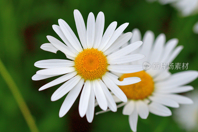 菊花/牛眼雏菊